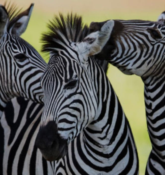 Zebras on safari